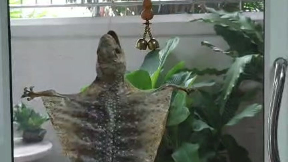 Dried gecko gecko ตุ๊กแกตากแห้ง